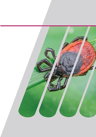 РеалБест ДНК Borrelia miyamotoi