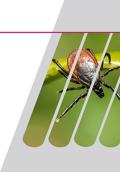 РеалБест ДНК Borrelia burgdorferi s.l.
