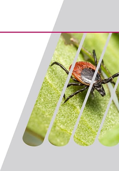 РеалБест ДНК Borrelia burgdorferi s.l./РНК ВКЭ